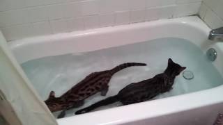 Bengaalse katten in het water