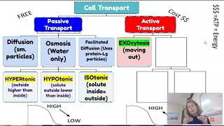 Cell Transport Graphic Organizer