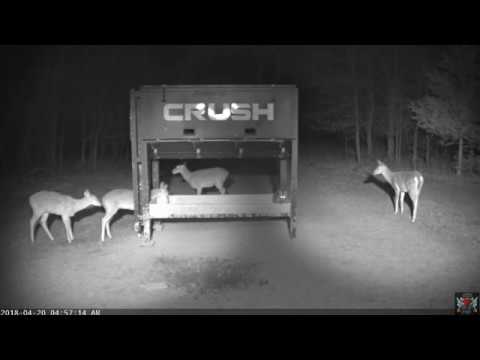 2018.04.20 - 272   Feed Dump Scares All at Crush Feeder