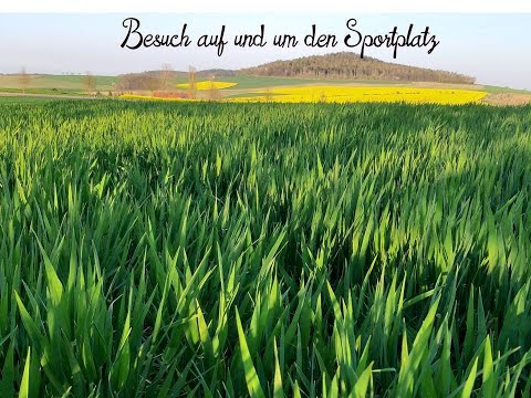 Dachs-Besuch im Frühjahr auf dem Sportplatz
