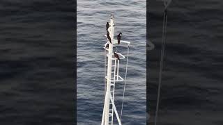 Cruise Shorts - Black Sea Birds Hitch a Ride on the Carnival Freedom Cruise Ship