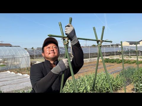 野菜作りは土作りが大切だった！野菜作り【総集編２】26/1/1