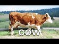 Fun Farm Animal Sounds Learn About Animals For Children Kids Learning Videos