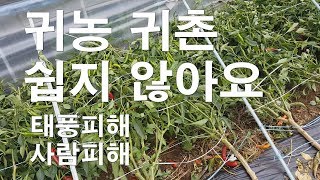 귀농 귀촌 쉽지 않아요 태풍피해 사람피해