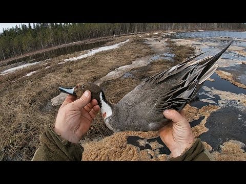 ВЕСНОВКА 2019 \ Часть 5 \ ОХОТА НА УТОК \ УТРО
