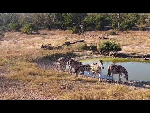 Djuma: Zebras - 15:33 - 05/04/19