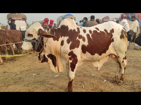 Multan Cow Mandi 21-11-2021 Latest Price Update Sahiwal Ablak Or Cholsitani Bachry | SS Tv |