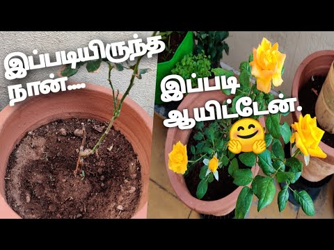 வெறும் குச்சியா இருந்த ரோஜாசெடியை பூக்க வைப்பது எப்படி?Spidermite attack &leaf fall ofRoseplant cure