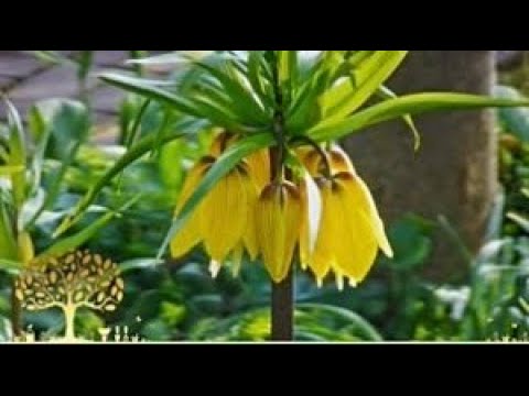 Gardeners World, 2020 Episode 5(Full+HD)