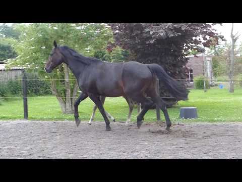 Rapp-Hengstfohlen von Hickstead White aus Calido