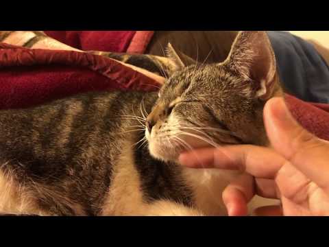 Chill out with Artemis the cat