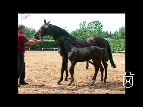 RD044 Hengstfohlen von Centurion - Cardino - Königspark xx