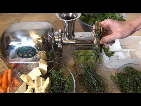 Ich esse Nadeln! Im Winter liefern Fichte, Tanne & Kiefer Nahrung zum Überleben. Saft im Slow Juicer