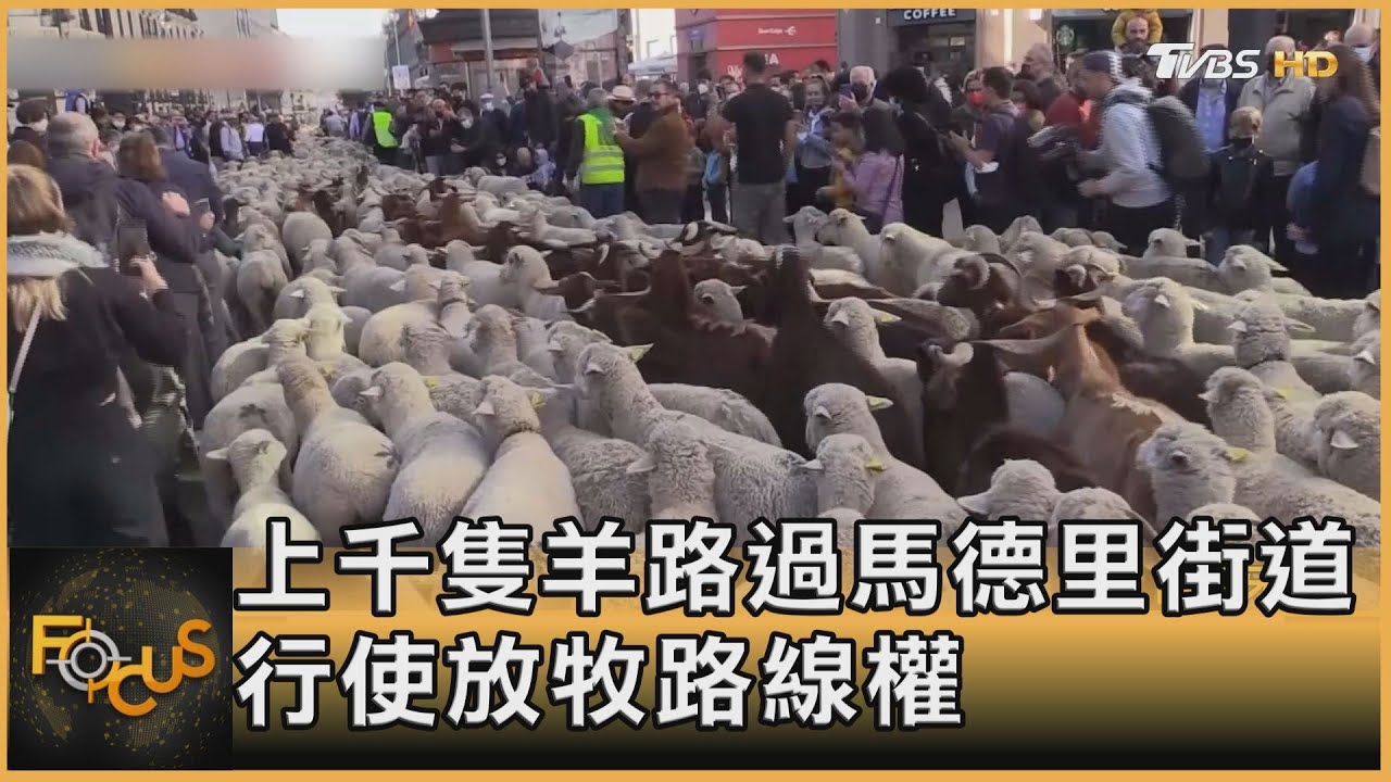 上千隻羊路過馬德里街道 行使放牧路線權