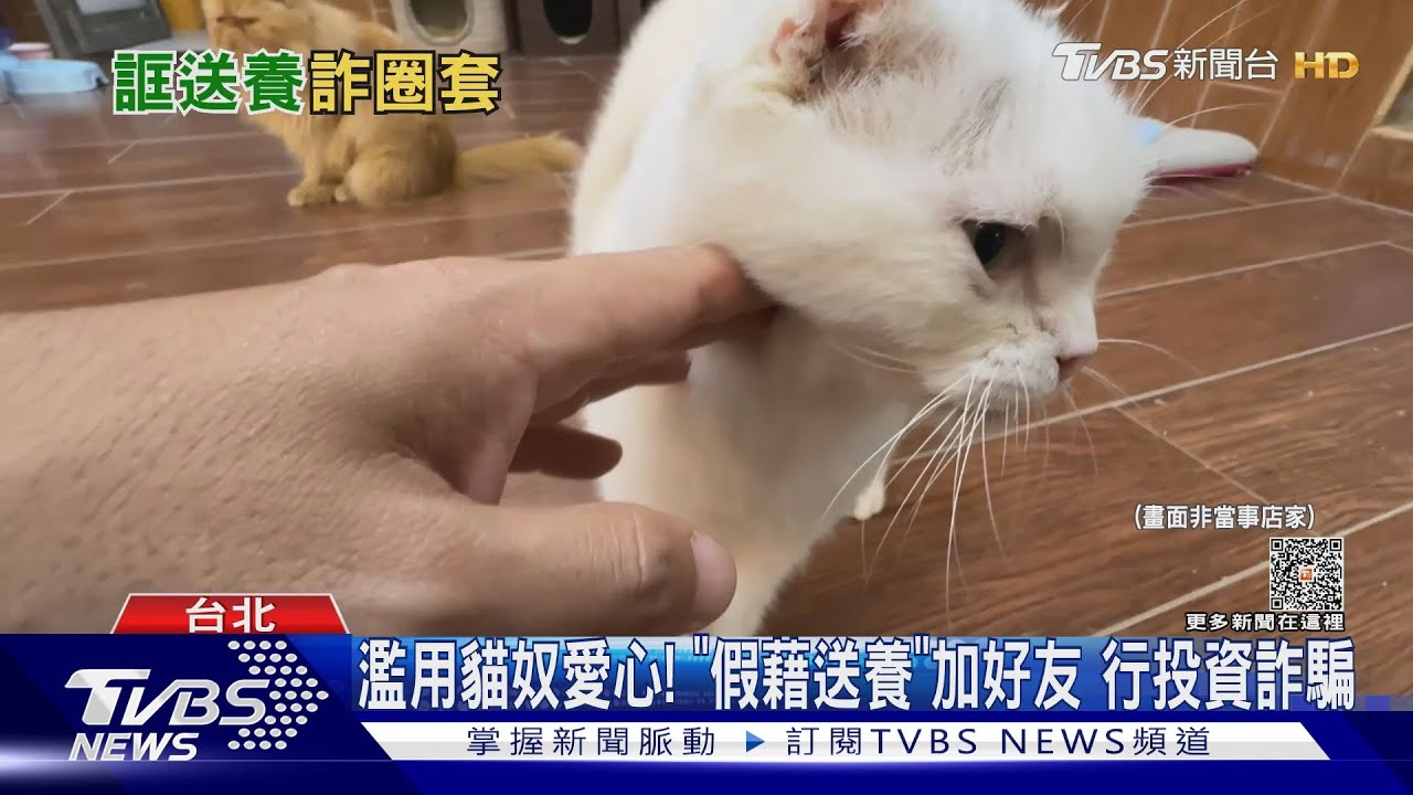 濫用貓奴愛心!「假藉送養」加好友 行投資詐騙