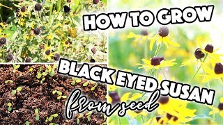 HOW TO GROW RUDBECKIA BLACK EYED SUSAN FROM SEED / SOWING / SEED SAVING // A BEAUTIFUL NEST