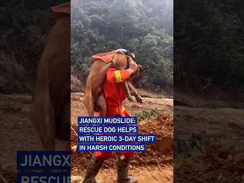 A Hero carries a hero: Injured rescue dog rushed for treatment