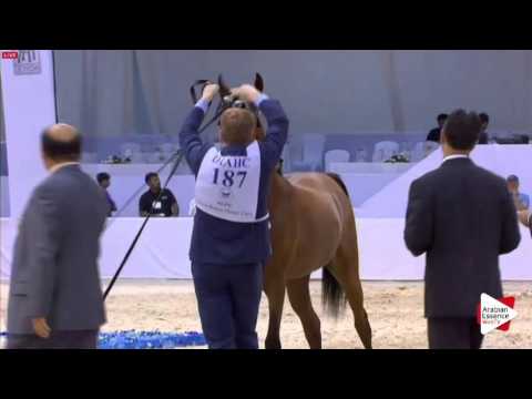 N.187 AL ARYAM AMGAAD - Dubai 2016 - Colts 2 years old (Class 10)