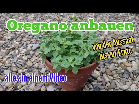 Growing oregano from sowing to harvest Origanum vulgare