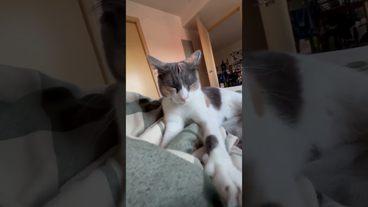 Malibu, a ADOPTABLE Domestic Short Hair in Renton , WA video 6/6