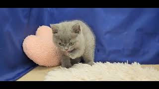 ブリティッシュショートヘアの動画01