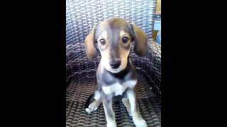 Bonnie Giota Video neu 1