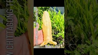 Premium Nile Perch Fish Maw