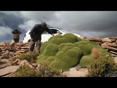 Para Que Sirve La Yareta: Propiedades Medicinales