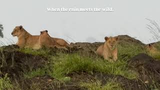 We sat with this lion family as the #Shorts
