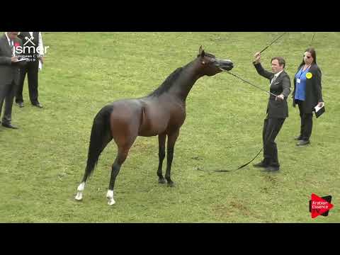 N.136 Parillus - Strohen 2019 C European - 2 year old Colts (Class 7)