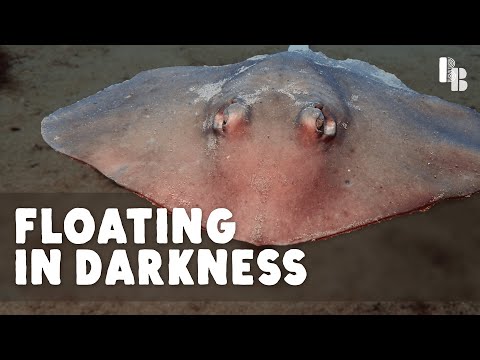 深海スケートのように水中を飛びましょう