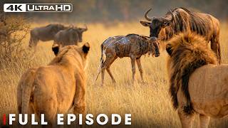 Wild Africa | Survival of the Fittest | MEGA EPISODE | Wildlife Documentary
