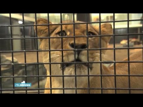 Hoe leer je een tamme leeuw weer jagen? - RTL NIEUWS