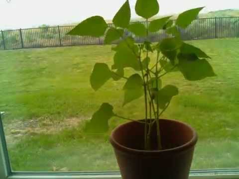 Pinto Bean Growth Timelapse
