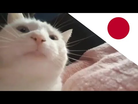 catJAM and KyOresu just sings old Japanese rap for flex and jamming