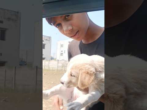 ब्यूटीफ्युल् Dog #trending #doglove #shorts #viral #dogs #doglife