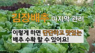 김장배추 마지막 관리 이렇게 하면 단단하고 맛있는 배추 수확할 수 있어요!
