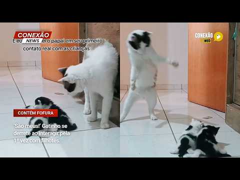 Vídeo: ‘São meus!’ Gatinho se derrete ao interagir pela 1ª vez com filhotes.