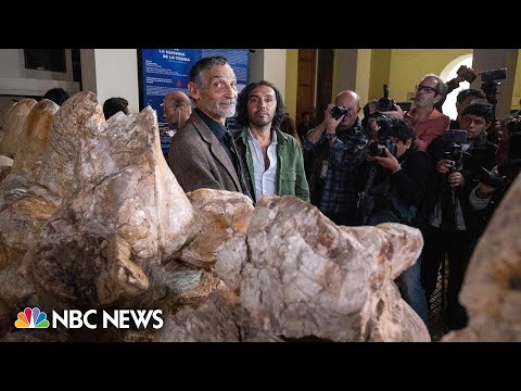 'World's heaviest animal' fossil goes on display in Peru