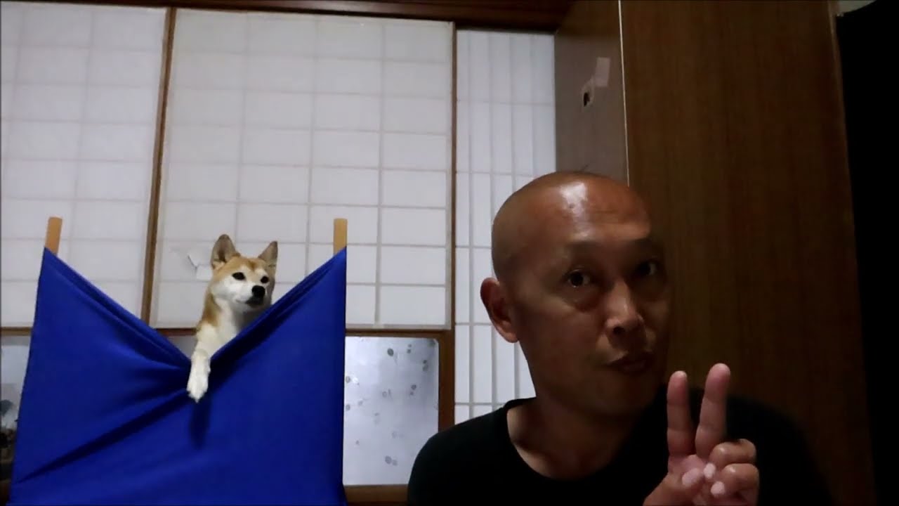 はしたないぜ！柴犬