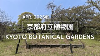 【2025年4月⑬】京都府立植物園を歩く【園内各所 遅咲きのサクラ編】| I walk around the Kyoto Botanical Gardens