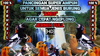 Download lagu Kompilasi Pancingan masteran anis macet bunyi atau trotol suara JERNIH durasi panjang full HD,AMPUH. mp3 Download lagu Kompilasi Pancingan masteran anis macet bunyi atau trotol suara JERNIH durasi panjang full HD,AMPUH. mp3