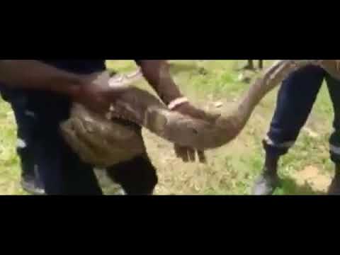 Le boa qui semait la terreur à Diourbel attrapé par les sapeurs pompiers   YouTubevia torchbrowser c