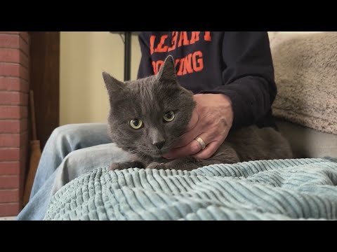 Albany Rowing Center cat needs forever home
