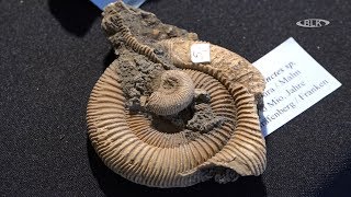 Bad Kösen: Mineral və fosil həvəskarları üçün Məkkə. İllik yarmarkaya səfər