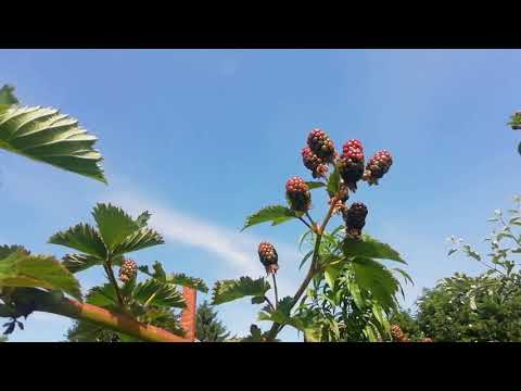 KUPINA - Black Satin - 11.06.2020. -  #01