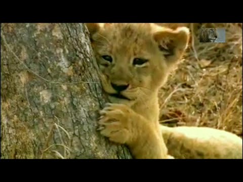 Sadness Mr.T | After he lost his brother 'Kinky Tail'