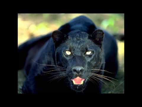 Il Verso Della Pantera Video Interattivo