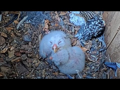 Barred Owlets Cuddle Up Before Female Returns From Incubation Break – April 14, 2025
