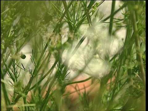 Kümmel | Pflanzliche Heilmittel